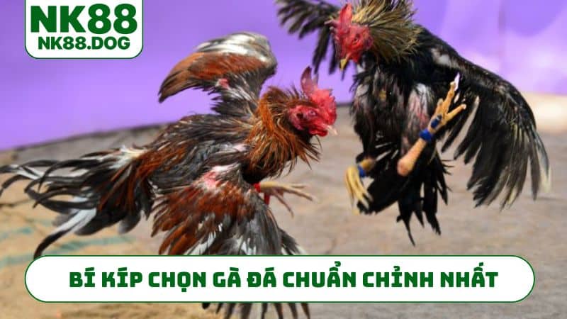 Bí kíp chọn gà đá chuẩn chỉnh nhất