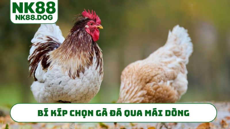 Bí kíp chọn gà đá qua mái dòng