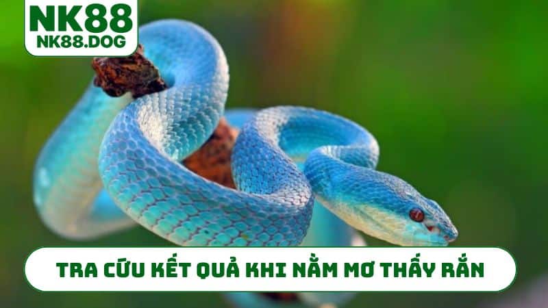 Tra cứu kết quả khi nằm mơ thấy rắn