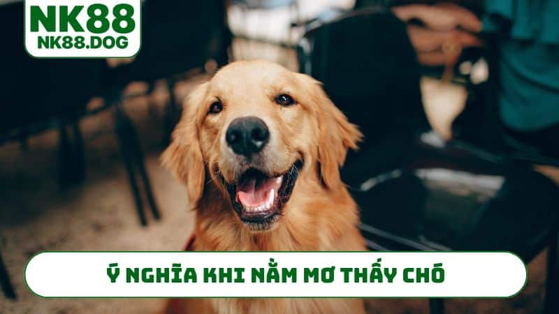 Ý nghĩa khi nằm mơ thấy chó